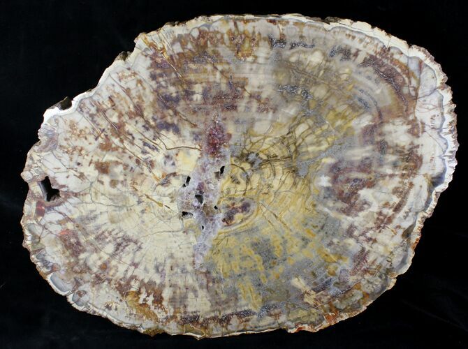 Triassic Petrified Wood Slab - Chinle Formation, Nevada #21914